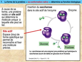 À cause de sa
forme, une protéine
recèle un site actif
qui détermine la
molécule unique à
laquelle elle peut se
lier.
Campbell (2eéd. Fr.) — Figure 6.15 : 103
7. La forme de la protéine — sa conformation native — détermine sa fonction biologique
Insertion du saccharose
dans le site actif de l’enzyme
Glucose
Fructose
La saccharase est une enzyme (une protéine) qui hydrolyse le
saccharose (sucre de table) en glucose et en fructose
Enzyme
Site actif
Espace (trou) de
forme spécifique qui
permet de
reconnaître et fixer
une molécule
précise.
 