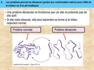 8. Les protéines peuvent se dénaturer (perdre leur conformation native) sous l’effet de
la chaleur ou d’un pH inadéquat.
• Une protéine dénaturée ne fonctionne pas car elle ne présente pas de
site actif.
• Si elle reste dissoute, elle peut reprendre sa forme si le milieu
redevient normal.
Protéine dénaturée
Protéine normale
Campbell (2eéd. française) — Figure 5.25 : 83
 