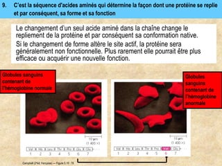 Le changement d’un seul acide aminé dans la chaîne change le
repliement de la protéine et par conséquent sa conformation native.
Si le changement de forme altère le site actif, la protéine sera
généralement non fonctionnelle. Plus rarement elle pourrait être plus
efficace ou acquérir une nouvelle fonction.
9. C’est la séquence d'acides aminés qui détermine la façon dont une protéine se replie
et par conséquent, sa forme et sa fonction
Globules
sanguins
contenant de
l’hémoglobine
anormale
Globules sanguins
contenant de
l’hémoglobine normale
Campbell (2eéd. française) — Figure 5.19 : 78
 