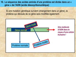 Si une mutation génétique survient (changement dans un gène), la
protéine qui découle de ce gène sera modifiée également.
10. La séquence des acides aminés d’une protéine est dictée dans un «
gène » de l’ADN (acide désoxyribonucléique)
Une molécule
d’ADN dans le
noyau d’une cellule
humaine !
Protéine normale
Gène normal
 