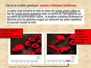 Cas de la mutation génétique : anémie à hématies falciformes
Le gène muté entraîne la mise en place de l’acide aminé valine au
lieu de l’acide aminé glutamine dans la chaîne de l'hémoglobine ce
qui altère sa conformation native ; la protéine cristallise facilement et
déforme ainsi les globules rouges qui obstruent les petits capillaires
en pouvant causer la mort.
Globules
sanguins
contenant de
l’hémoglobine
anormale
Globules sanguins
contenant de
l’hémoglobine normale
Campbell (2eéd. française) — Figure 5.19 : 78
 