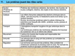 11. Les protéines jouent des rôles variés
Soutien
(Protéines de
structure)
Protéines des membranes cellulaires, des tendons, des muscles, de
la peau (collagène, élastine), des ongles et des cheveux (kératine).
Catalyse Les milliers d'enzymes catalysent les réactions chimiques dans la
cellule ; sans les enzymes, le métabolisme serait d'une lenteur qui le
rendrait inexistant.
De plus, les enzymes (protéines) aident la cellule à fabriquer les
polymères avec lesquels elle s’édifie : protéines, sucres, graisses et
acides nucléiques.
Transport L’hémoglobine transporte l’oxygène et le gaz carbonique dans le
sang.
Les nombreuses protéines des membranes cellulaires font traverser
les substances vers ou en dehors des cellules.
Mouvement L’actine et la myosine des muscles sont responsables des
mouvements du corps.
Immunité Les anticorps dans le sang sont des protéines qui combattent les
agents pathogènes.
Régulation Les hormones sont souvent des protéines. Elles contrôlent de
nombreuses substances et processus dans le corps. Par exemple les
protéines insuline et glucagon contrôlent le sucre sanguin.
 