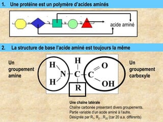 1. Une protéine est un polymère d’acides aminés
acide aminé
2. La structure de base l’acide aminé est toujours la même
Un
groupement
amine
Un
groupement
carboxyle
Une chaîne latérale
Chaîne carbonée présentant divers groupements.
Partie variable d’un acide aminé à l’autre.
Désignée par R1, R2…R20 (car 20 a.a. différents)
 