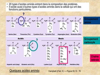 Campbell (2eéd. fr.) — Figure 55.15 : 76
• 20 types d’acides aminés entrent dans la composition des protéines.
• Il existe aussi d’autres types d’acides aminés dans la cellule qui ont des
fonctions particulières.
Quelques acides aminés
Groupement
amine
Chaîne
latérale
Groupement
carboxyle
?
?
?
 