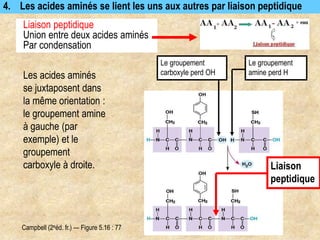 Liaison
peptidique
4. Les acides aminés se lient les uns aux autres par liaison peptidique
Campbell (2eéd. fr.) — Figure 5.16 : 77
Les acides aminés
se juxtaposent dans
la même orientation :
le groupement amine
à gauche (par
exemple) et le
groupement
carboxyle à droite.
Liaison peptidique
Union entre deux acides aminés
Par condensation
Le groupement
carboxyle perd OH
Le groupement
amine perd H
 