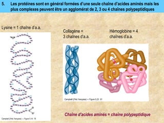 5. Les protéines sont en général formées d’une seule chaîne d’acides aminés mais les
plus complexes peuvent être un agglomérat de 2, 3 ou 4 chaînes polypeptidiques
Lysine = 1 chaîne d’a.a.
Collagène =
3 chaînes d’a.a.
Hémoglobine = 4
chaînes d’a.a.
Campbell (2eéd. française) — Figure 5.18 : 78
Campbell (2eéd. française) — Figure 5.23 : 81
Chaîne d'acides aminés = chaîne polypeptidique
 