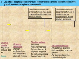 6. La protéine adopte spontanément une forme tridimensionnelle (conformation native)
grâce à une série de repliements successifs
Source
Structure
primaire
Séquence
primaire des
a.a.
Structure
secondaire
Premier
repliement par
des liaisons H à
intervalle régulier
Structure tertiaire
Deuxième
repliement par des
liaisons diverses à
intervalle irrégulier.
La molécule prend la
forme d’une boule.
Structure quaternaire
Interaction de diverses
chaînes déjà en structure
tertiaire.
Par diverses liaisons à
intervalle irrégulier.
La conformation native
des protéines formées de
plusieurs chaînes
polypeptidiques est une
structure quaternaire.
La conformation native des
protéines formées d’une seule
chaîne polypeptidique est une
structure tertiaire.
 