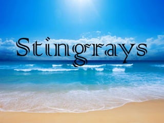 Stingrays
 