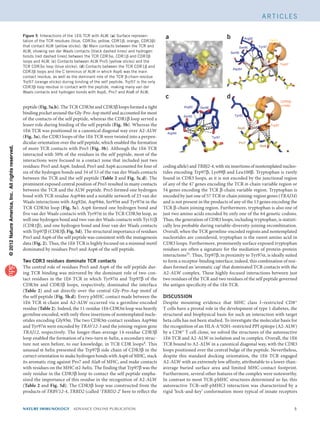 ©2012NatureAmerica,Inc.Allrightsreserved.
nature immunology  aDVANCE ONLINE PUBLICATION	 
A rt i c l e s
peptide (Fig. 5a,b). The TCR CDR3α and CDR3β loops formed a tight
binding pocket around the Gly-Pro-Asp motif and accounted for most
of the contacts of the self peptide, whereas the CDR1β loop served a
lesser role during binding of the self peptide (Fig. 5b). Whereas the
1E6 TCR was positioned in a canonical diagonal way over A2-ALW
(Fig. 3a), the CDR3 loops of the 1E6 TCR were twisted into a perpen-
dicular orientation over the self peptide, which enabled the formation
of more TCR contacts with Pro5 (Fig. 3b). Although the 1E6 TCR
interacted with 50% of the residues in the self peptide, most of the
interactions were focused in a contact zone that included just two
residues: Pro5 and Asp6. Indeed, Pro5 and Asp6 accounted for four of
six of the hydrogen bonds and 34 of 53 of the van der Waals contacts
between the TCR and the self peptide (Table 2 and Fig. 5c,d). The
prominent exposed central position of Pro5 resulted in many contacts
between the TCR and the ALW peptide. Pro5 formed one hydrogen
bond with TCR residue Asp94α and a notable network of 23 van der
Waals interactions with Arg92α, Asp94α, Ser95α and Tyr97α in the
TCR CDR3α loop (Fig. 5c). Asp6 formed one hydrogen bond and
five van der Waals contacts with Tyr97α in the TCR CDR3α loop, as
well one hydrogen bond and two van der Waals contacts with Tyr31β
(CDR1β), and one hydrogen bond and four van der Waals contacts
with Trp97β (CDR3β; Fig. 5d). The structural importance of residues
Pro5 and Asp6 of the self peptide was consistent with the mutagenesis
data (Fig. 2). Thus, the 1E6 TCR is highly focused on a minimal motif
dominated by residues Pro5 and Asp6 of the self peptide.
Two CDR3 residues dominate TCR contacts
The central role of residues Pro5 and Asp6 of the self peptide dur-
ing TCR binding was mirrored by the dominant role of two con-
tact residues in the 1E6 TCR in which Tyr97α and Trp97β of the
CDR3α and CDR3β loops, respectively, dominated the interface
(Table 2) and sat directly over the central Gly-Pro-Asp motif of
the self peptide (Fig. 5b,d). Every pMHC contact made between the
1E6 TCR α-chain and A2-ALW occurred via a germline-encoded
residue (Table 2). Indeed, the 11-residue 1E6 CDR3α loop was heavily
germline encoded, with only three insertions of nontemplated nucle-
otides encoding Gly93α. The two CDR3α-contact residues Asp94α
and Tyr97α were encoded by TRAV12-3 and the joining-region gene
TRAJ12, respectively. The longer-than-average 14-residue CDR3β
loop enabled the formation of a two-turn α-helix, a secondary struc-
ture not seen before, to our knowledge, in TCR CDR loops4. This
unusual α-helix presented the Trp97β side chain of CDR3β in the
correct orientation to make hydrogen bonds with Asp6 of MHC, stack
its aromatic ring against Pro7 and Ala8 of MHC, and make contacts
with residues on the MHC α2-helix. The finding that Trp97β was the
only residue in the CDR3β loop to contact the self peptide empha-
sized the importance of this residue in the recognition of A2-ALW
(Table 2 and Fig. 5d). The CDR3β loop was constructed from the
products of TRBV12-4, TRBD2 (called ‘TRBD2-2’ here to reflect the
coding allele) and TRBJ2-4, with six insertions of nontemplated nucleo­
tides encoding Trp97β, Lys99β and Leu100β. Tryptophan is rarely
found in CDR3 loops, as it is not encoded by the junctional region
of any of the 47 genes encoding the TCR α-chain variable region or
54 genes encoding the TCR β-chain variable region. Tryptophan is
encoded by just one of 57 TCR α-chain joining-region genes (TRAJ34)
and is not present in the products of any of the 13 genes encoding the
TCR β-chain joining region. Furthermore, tryptophan is also one of
just two amino acids encoded by only one of the 64 genetic codons.
Thus, the generation of CDR3 loops, including tryptophan, is statisti-
cally less probable during variable-diversity-joining recombination.
Overall, when the TCR germline-encoded regions and nontemplated
nucleotides are considered, tryptophan is the rarest amino acid in
CDR3 loops. Furthermore, prominently surface exposed tryptophan
residues are often a signature for the mediation of protein-protein
interactions31. Thus, Trp97β, in proximity to Tyr97α, is ideally suited
to form a receptor-binding interface; indeed, this combination of resi-
dues formed an ‘aromatic cap’ that dominated TCR contacts with the
A2-ALW complex. These highly focused interactions between just
two residues of the TCR and two residues of the self peptide governed
the antigen specificity of the 1E6 TCR.
DISCUSSION
Despite mounting evidence that MHC class I–restricted CD8+
T cells have a pivotal role in the development of type 1 diabetes, the
structural and biophysical basis for such an interaction with target
beta cells has not been studied. To investigate the molecular basis for
the recognition of an HLA-A*0201-restricted PPI epitope (A2-ALW)
by a CD8+ T cell clone, we solved the structures of the autoreactive
1E6 TCR and A2-ALW in isolation and in complex. Overall, the 1E6
TCR bound to A2-ALW in a canonical diagonal way, with the CDR3
loops positioned over the central bulge of the peptide. Nevertheless,
despite this standard docking orientation, the 1E6 TCR engaged
A2-ALW with an extremely low affinity, attributable to a lower-than-
average buried surface area and limited MHC-contact footprint.
Furthermore, several other features of the complex were noteworthy.
In contrast to most TCR-pMHC structures determined so far, this
autoreactive TCR–self-pMHCI interaction was characterized by a
rigid ‘lock-and-key’ conformation more typical of innate receptors
α3
β3
β1
Ser96
Ser95
Asp94
Arg92
Tyr97
Pro5
Ser95
Ser96
b
d
Asp94
Tyr97
Arg92
Tyr31
Trp97
Tyr31
CDR3β
α-helix
Trp97
Tyr97
Asp6
Ala8
Pro7
a
c
Figure 5  Interactions of the 1E6 TCR with ALW. (a) Surface represen­
tation of the TCR residues (blue, CDR3α; yellow, CDR1β; orange, CDR3β)
that contact ALW (yellow sticks). (b) Main contacts between the TCR and
ALW, showing van der Waals contacts (black dashed lines) and hydrogen
bonds (red dashed lines) between the TCR CDR3α, CDR1β and CDR3β
loops and ALW. (c) Contacts between ALW Pro5 (yellow sticks) and the
TCR CDR3α loop (blue sticks). (d) Contacts between the TCR CDR1β and
CDR3β loops and the C terminus of ALW in which Asp6 was the main
contact residue, as well as the dominant role of the TCR β-chain residue
Trp97 (orange sticks) during binding of the self peptide. Trp97 is the only
CDR3β loop residue in contact with the peptide, making many van der
Waals contacts and hydrogen bonds with Asp6, Pro7 and Ala8 of ALW.
 