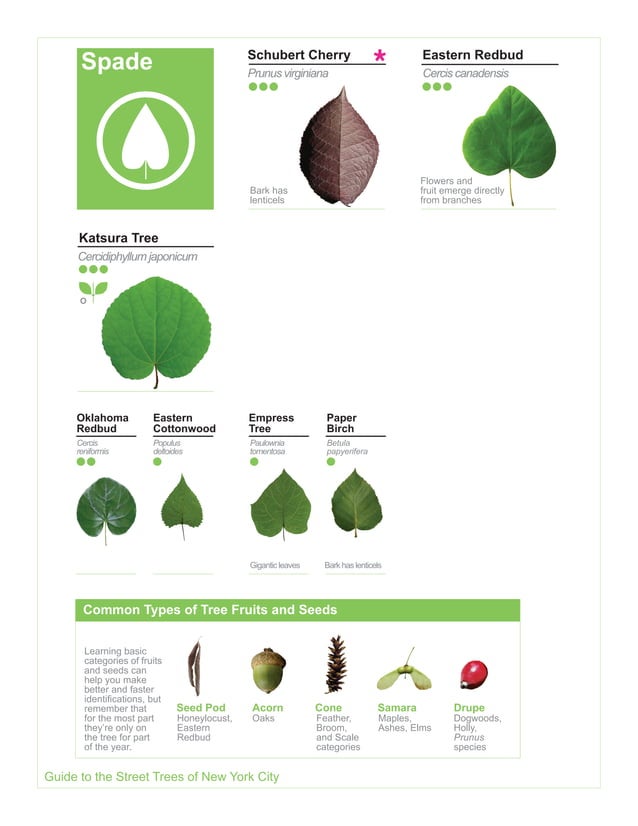 2015 Street Tree Guide Evergreen Version 150325