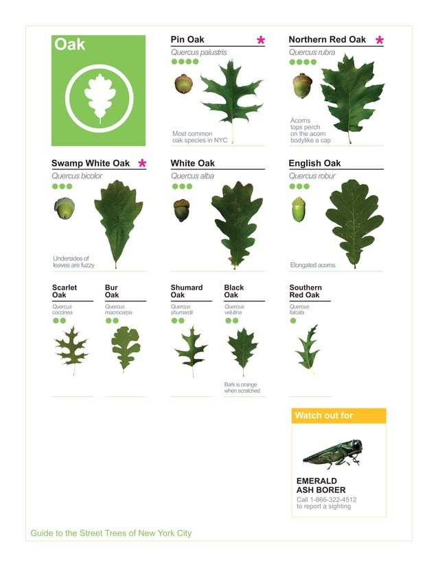 2015 Street Tree Guide Evergreen Version 150325