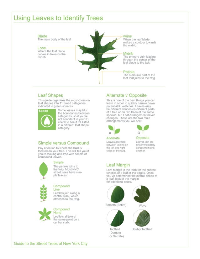 2015 Street Tree Guide Evergreen Version 150325