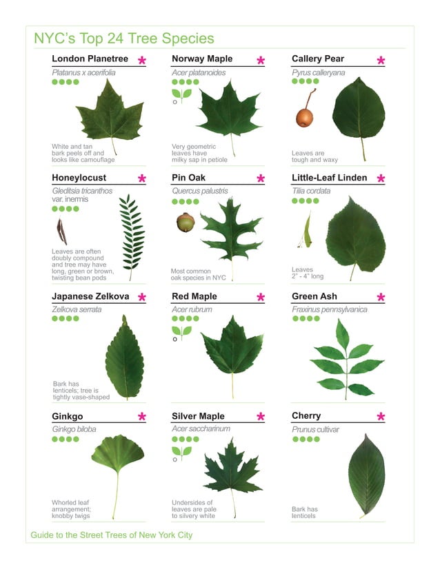 2015 Street Tree Guide_Evergreen version_150325