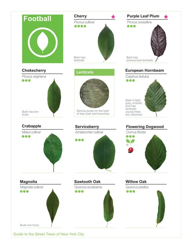 2015 Street Tree Guide_Evergreen version_150325