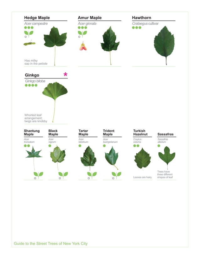 2015 Street Tree Guide Evergreen Version 150325