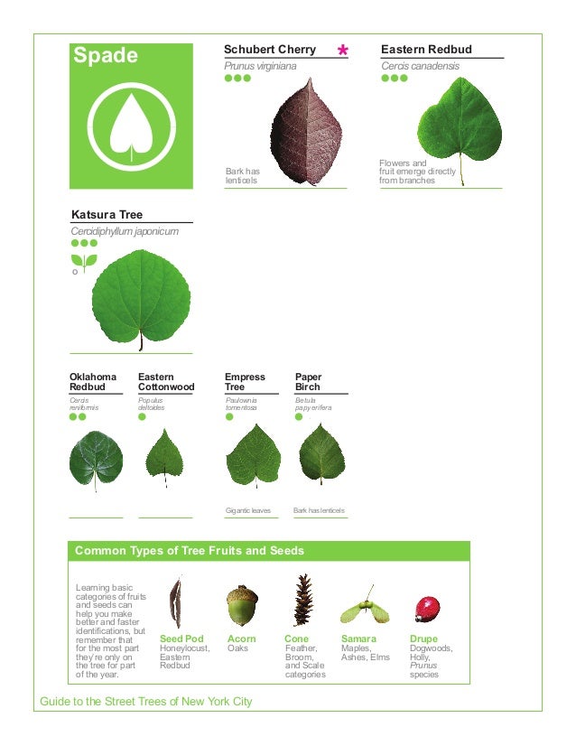 2015 Street Tree Guide_Evergreen version_150325