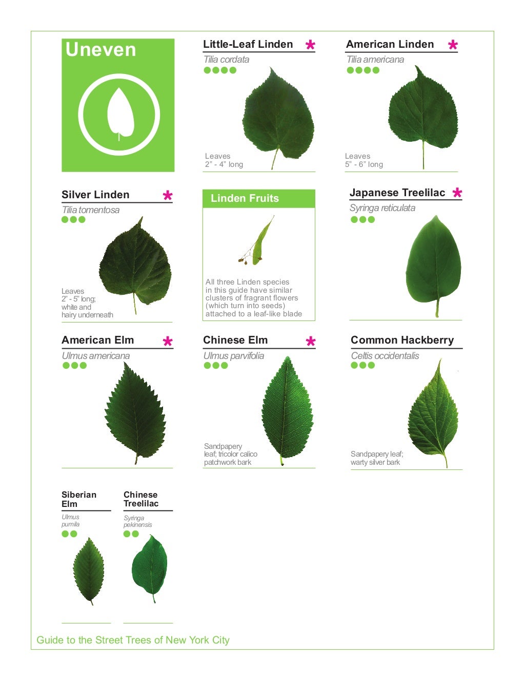 2015 Street Tree Guide_Evergreen version_150325