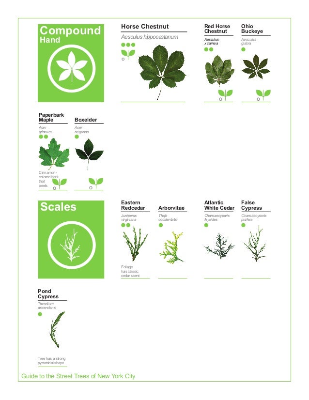 2015 Street Tree Guide Evergreen Version 150325