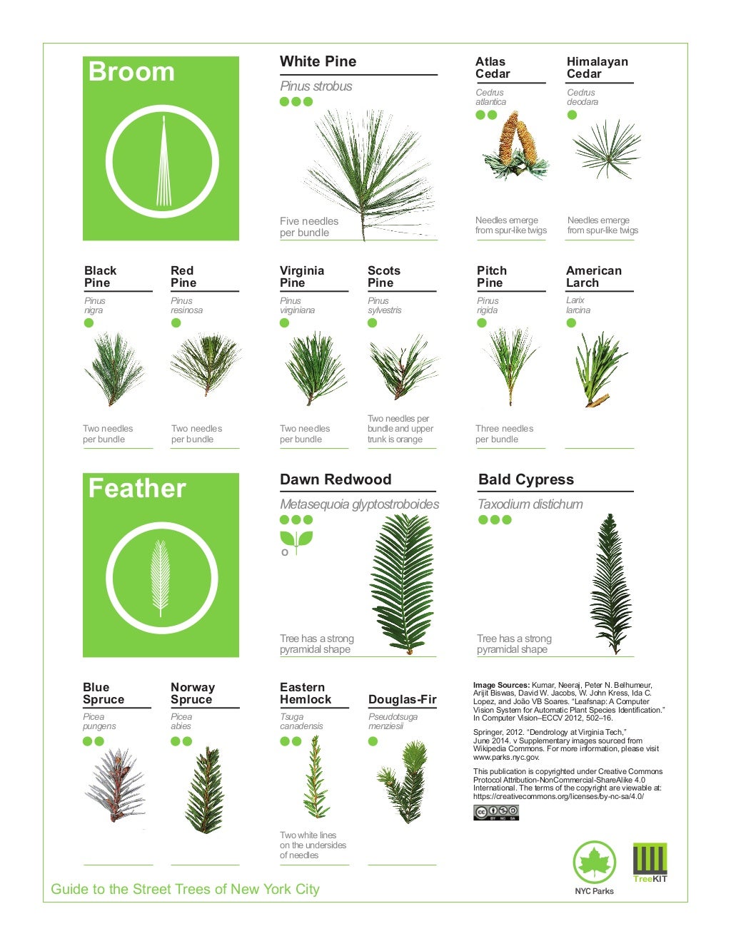 2015 Street Tree Guide_Evergreen version_150325