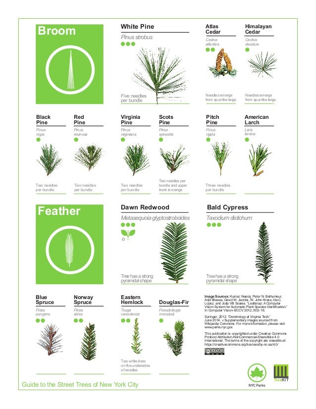 2015 Street Tree Guide Evergreen Version 150325