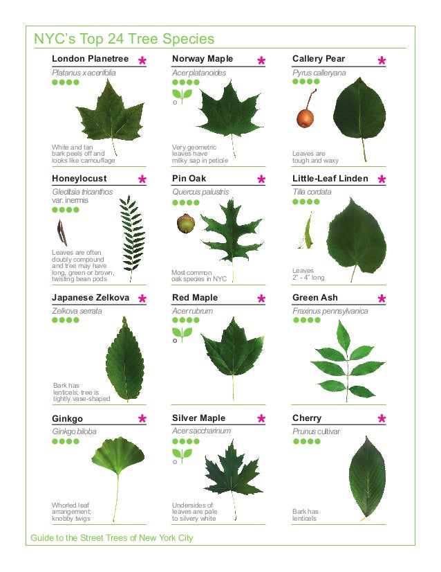 tree leaf guide pictures tree leaf guide pictures