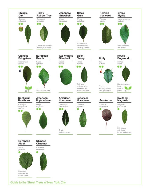 2015 Street Tree Guide_Evergreen version_150325