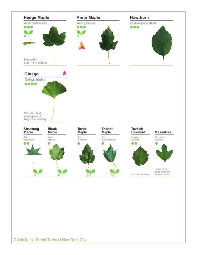 2015 Street Tree Guide_Evergreen version_150325