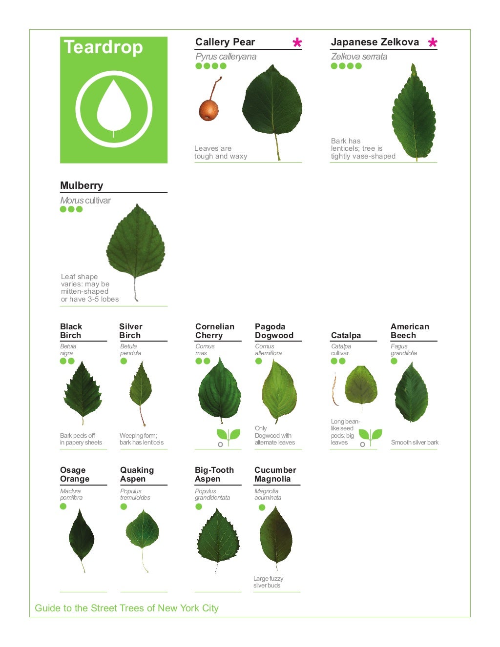 2015 Street Tree Guide_Evergreen version_150325