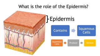 What is the role of the Epidermis?
Epidermis
Contains
Squamous
Cells
Squamous
Cells
Produce Keratin
 