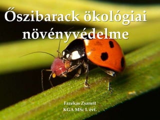{
Őszibarack ökológiai
növényvédelme
Fazekas Zsanett
KGA MSc I. évf.
 