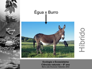 Égua x Burro




                                        Híbrido
    Ecologia e Ecossistema
   Ciências naturais – 8º ano
   Maria João Drumond / Setembro 2012
 