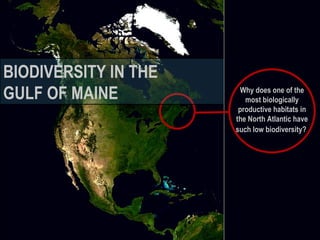 BIODIVERSITY IN THE  GULF OF MAINE  Why does one of the most biologically productive habitats in the North Atlantic have such low biodiversity?   