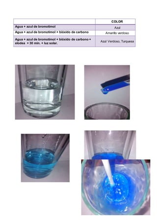 COLOR
Agua + azul de bromotimol Azul
Agua + azul de bromotimol + bióxido de carbono Amarillo verdoso
Agua + azul de bromotimol + bióxido de carbono +
elodea + 30 min. + luz solar.
Azul Verdoso, Turquesa
 