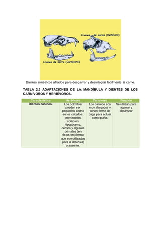 Dientes simétricos afilados para desgarrar y desintegrar fácilmente la carne.
TABLA 2.5 ADAPTACIONES DE LA MANDÍBULA Y DIENTES DE LOS
CARNÍVOROS Y HERBÍVOROS.
Característica Herbívoro Carnívoro Función
Dientes caninos. Los colmillos
pueden ser
pequeños como
en los caballos,
prominentes
como en
hipopótamo,
cerdos y algunos
primates (en
éstos se piensa
que son utilizados
para la defensa)
o ausente.
Los caninos son
muy alargados y
tienen forma de
daga para actuar
como puñal.
Se utilizan para
agarrar y
destrozar
 