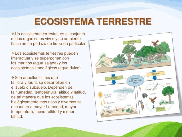 ecosistema terrestre