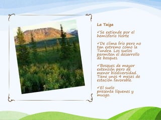 La Taiga 
Se extiende por el 
hemisferio Norte 
De clima frio pero no 
tan extremo como la 
Tundra. Los suelos 
permiten el desarrollo 
de bosques. 
Bosques de mayor 
extensión pero de 
menor biodiversidad. 
Tiene unos 4 meses de 
estación favorable. 
El suelo 
presenta líquenes y 
musgo. 
 