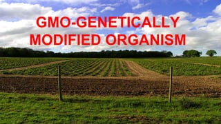 GMO-GENETICALLY
MODIFIED ORGANISM
 