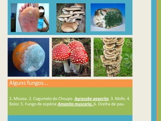 Alguns fungos...1. Micose. 2. Cogumelo do Choupo  Agrocybeaegerita. 3. Mofo. 4. Bolor. 5. Fungo de espécie Amanita muscaria. 6. Orelha de pau.