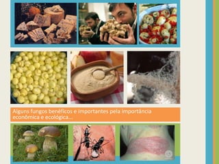 Alguns fungos benéficos e importantes pela importância econômica e ecológica...