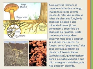 As micorrizas formam-se quando as hifas de um fungo invadem as raízes de uma planta. As hifas vão auxiliar as raízes da planta na função de absorção de água e sais minerais do solo, já que aumentam a superfície de absorção ou rizosfera. Deste modo as plantas podem absorver mais água e adaptar-se a climas mais secos. Os fungos, como "pagamento" dos seus serviços, recebem da planta os fotoassimilados (carboidratos), que necessitam para a sua sobrevivência e que não conseguem sintetizar, pois não possuem clorofila.