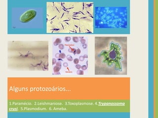 Alguns protozoários...1.Paramécio.  2.Leishmaniose.  3.Toxoplasmose. 4.Trypanossomacrusi.  5.Plasmodium.  6. Ameba. 