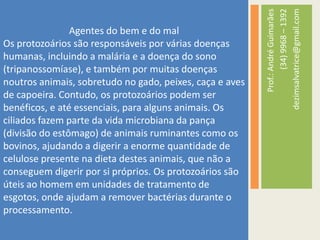 Agentes do bem e do malOs protozoários são responsáveis por várias doenças humanas, incluindo a malária e a doença do sono (tripanossomíase), e também por muitas doenças noutros animais, sobretudo no gado, peixes, caça e aves de capoeira. Contudo, os protozoários podem ser benéficos, e até essenciais, para alguns animais. Os ciliados fazem parte da vida microbiana da pança (divisão do estômago) de animais ruminantes como os bovinos, ajudando a digerir a enorme quantidade de celulose presente na dieta destes animais, que não a conseguem digerir por si próprios. Os protozoários são úteis ao homem em unidades de tratamento de esgotos, onde ajudam a remover bactérias durante o processamento.Prof.: André Guimarães(34) 9968 – 1392dezimsalvatrice@gmail.com