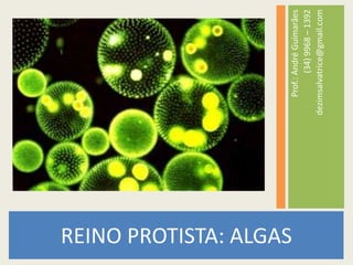 REINO PROTISTA: ALGASProf.: André Guimarães(34) 9968 – 1392dezimsalvatrice@gmail.com