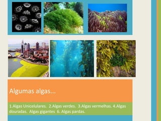 Algumas algas...1.Algas Unicelulares.  2.Algas verdes.  3.Algas vermelhas. 4.Algas douradas.  Algas gigantes  6. Algas pardas. 