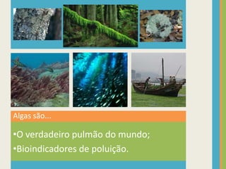 Algas são...O verdadeiro pulmão do mundo;