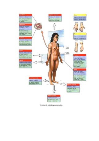 Términos de relación y comparación.
 