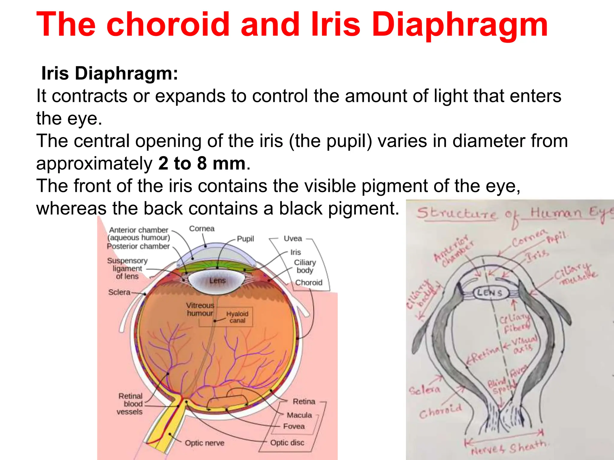 The choroid and Iris Diaphragm
Iris Diaphragm:
It contracts or expands to control the amount of light that enters
the eye.
The central opening of the iris (the pupil) varies in diameter from
approximately 2 to 8 mm.
The front of the iris contains the visible pigment of the eye,
whereas the back contains a black pigment.
 