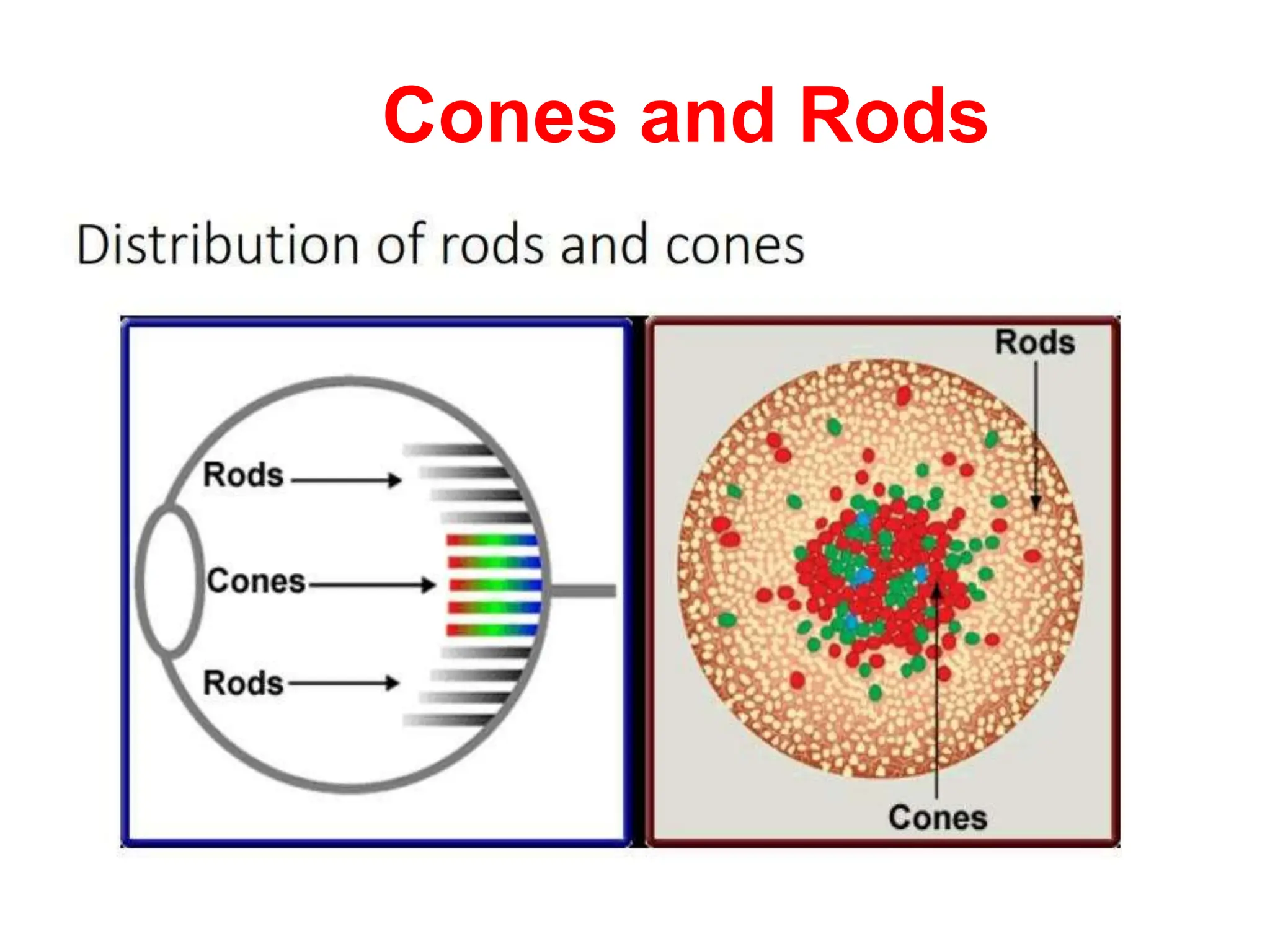 Cones and Rods
 
