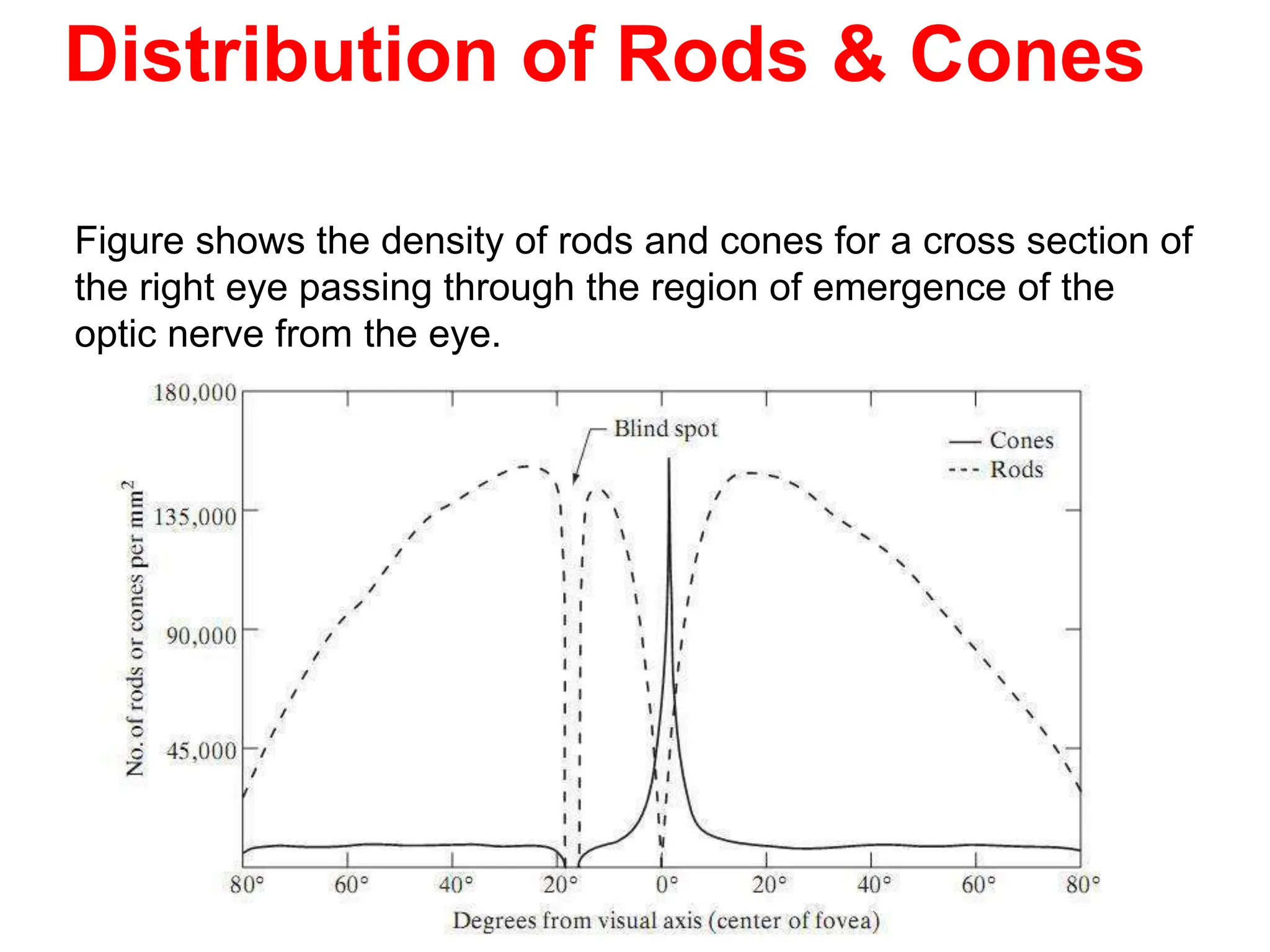 Distribution of Rods & Cones
Figure shows the density of rods and cones for a cross section of
the right eye passing through the region of emergence of the
optic nerve from the eye.
 
