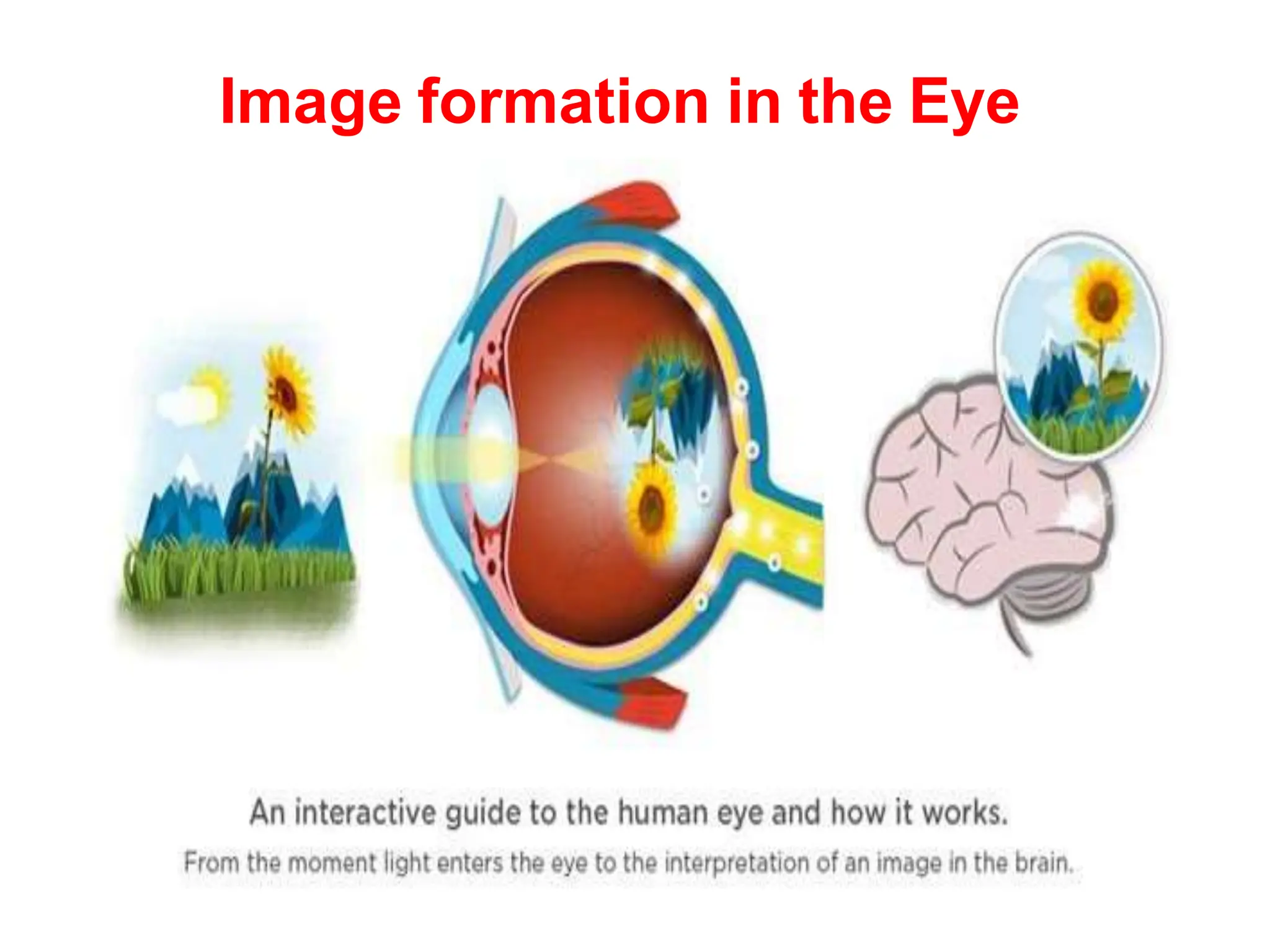 Image formation in the Eye
 